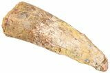 Bargain, Fossil Spinosaurus Tooth - Real Dinosaur Tooth #322302-1